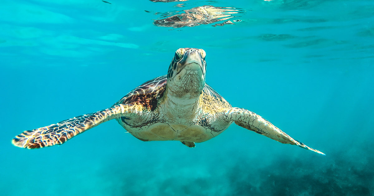 Binance Smart Chain project TurtleDex pulls the rug on its users and steals $2.5 million