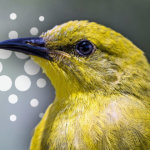 Could civil war in Ethiopia affect Cardano’s Africa plans?