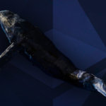 Ethereum makes new all-time high thanks to ETH whales