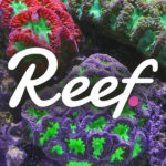 Reef Finance announces new Substrate blockchain to launch in early May