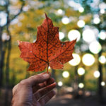 Publicly traded Canadian company launches Cardano (ADA) staking service