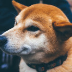 Finding Ethereum fees too high? Blame ‘petcoins’ like Shiba Inu (SHIB)