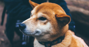 Finding Ethereum fees too high? Blame ‘petcoins’ like Shiba Inu (SHIB)