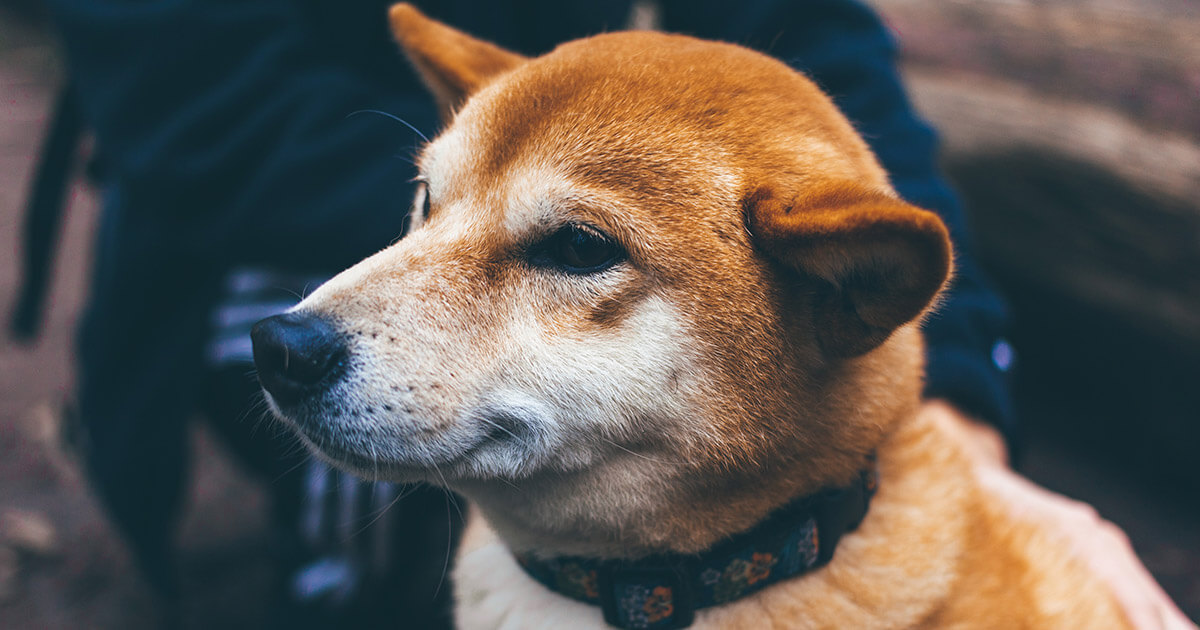 Thai SEC orders exchanges to delist Dogecoin, Shiba Inu, NFTs, and ‘fan’ tokens