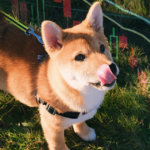 Shiba Inu carnage: Traders lose $46.5 million on first day of SHIB futures