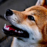 Crypto.com report shows Shiba Inu (SHIB), Dogecoin (DOGE) users led altcoin surge in 2021