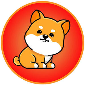 Mini Shiba