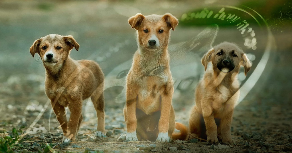 ‘Dogenations’ campaign wants to raise Shiba Inu-inspired Dogecoin for homeless animals