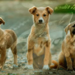 ‘Dogenations’ campaign wants to raise Shiba Inu-inspired Dogecoin for homeless animals