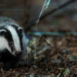 Bitcoin DeFi tool BadgerDAO hit by estimated $120 million hack