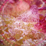 Liquidity solutions for the Polkadot ecosystem