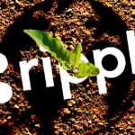 Climate start-up partners with Ripple to launch marketplace for carbon credits