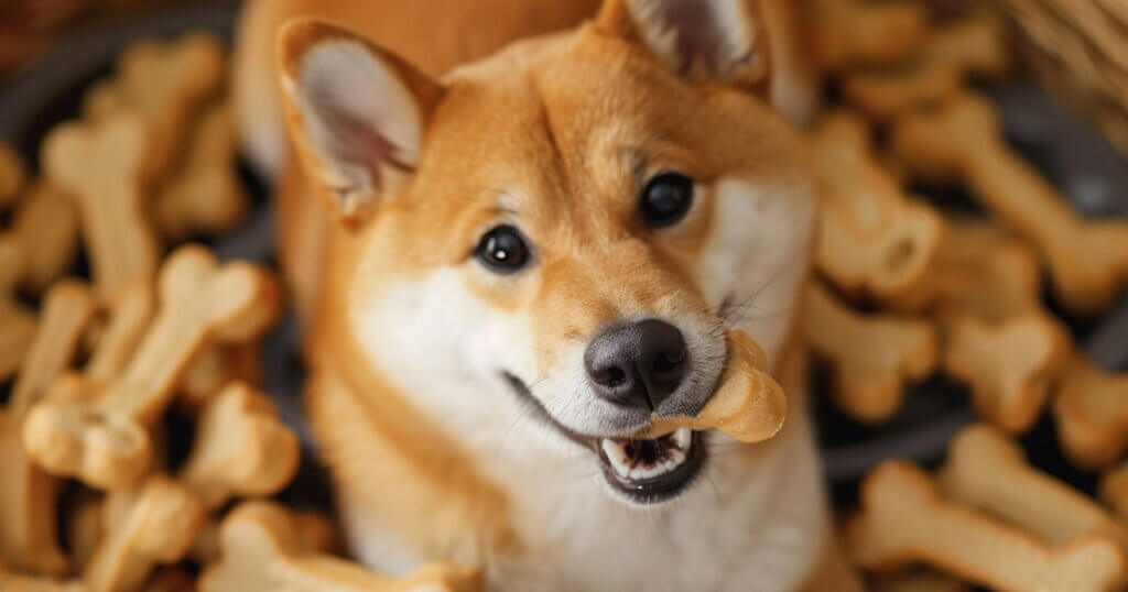 Shibarium sees brief outage amid Shiba Inu’s Layer-3 blockchain ambitions