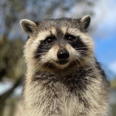 First Convicted Raccon Fred