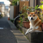 Japan’s Open House to accept DOGE, SOL and XRP for real estate amid friendlier regulatory climate