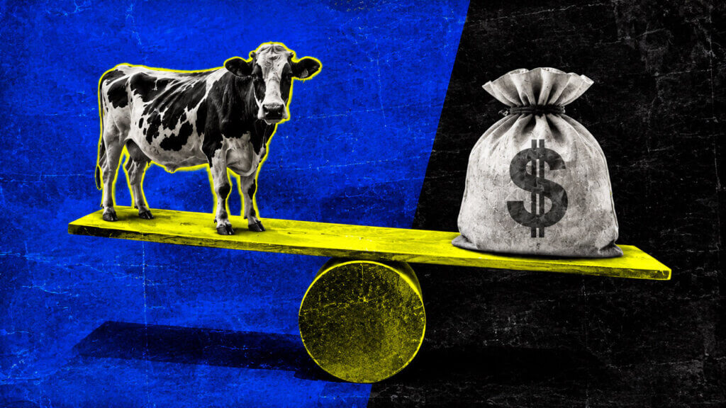 a digitally tagged cow with identity and security graphics, African livestock farmers, a bank building, loan cash, balancing