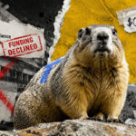 Featured image for Solana traders on OnlyFans just saved a 64-year marmot wildlife study after federal funding stopped