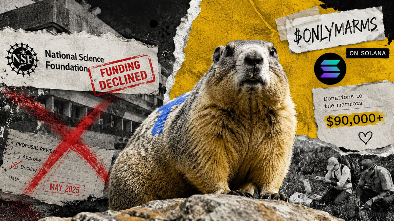 Solana traders on OnlyFans just saved a 64-year marmot wildlife study after federal funding stopped